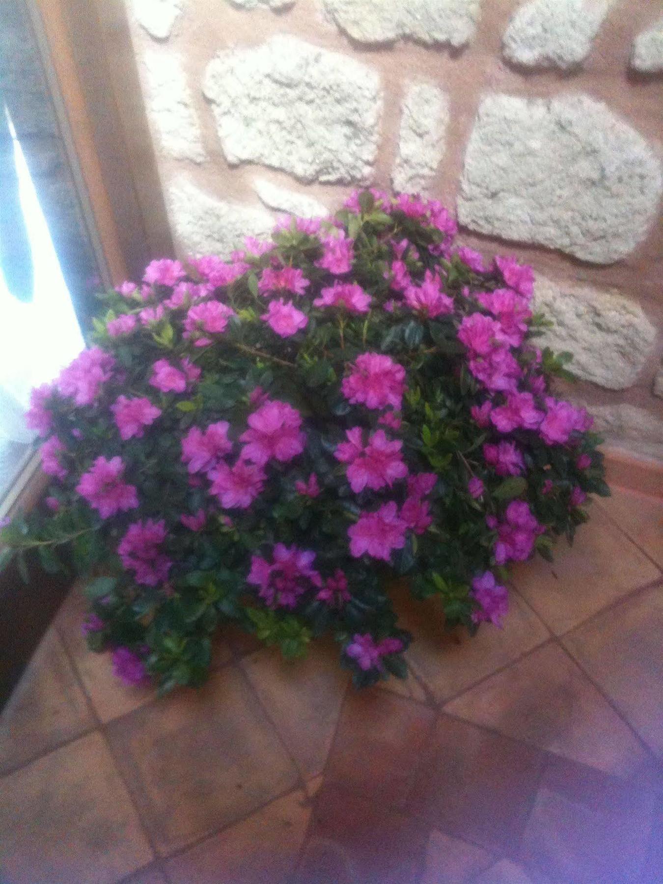 Simonetta Ai Musei Vaticani Bed and breakfast 2*